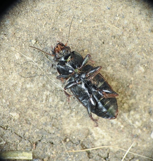 Harpalus distinguendus - mezei lomhafutó