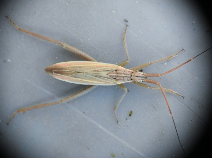 Notostira