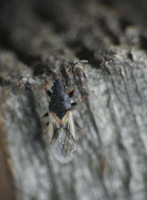Metopoplax origani - szélesfejű bodobács