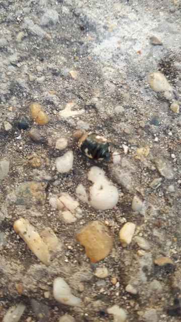 Tritomegas bicolor - foltos földipoloska
