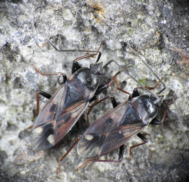 Eremocoris fenestratus - avarbodobács