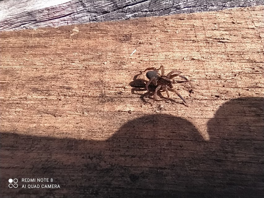 Trochosa