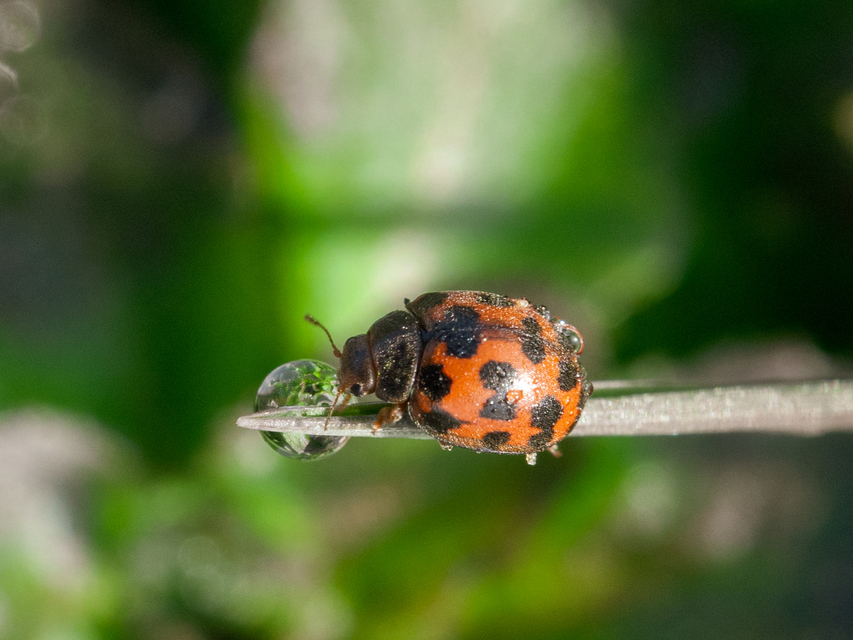 Subcoccinella vigintiquatuorpunctata - lucernaböde