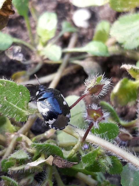 Tritomegas bicolor - foltos földipoloska