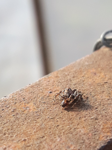 Oxyopes ramosus