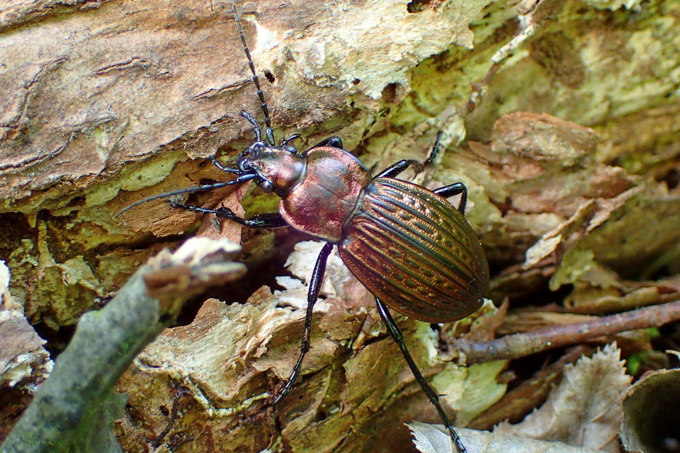 Carabus ulrichii - rezes futrinka