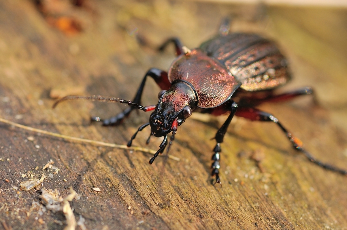 Carabus cancellatus adeptus - kis ragyás futrinka