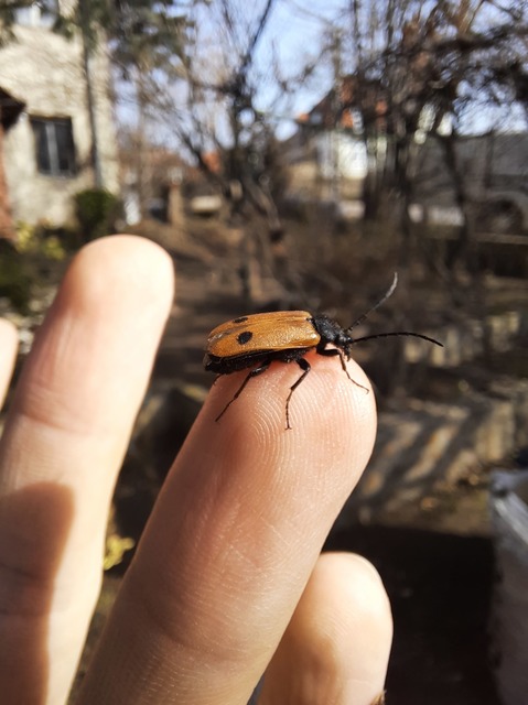 Apalus bimaculatus - kétfoltos élősdibogár