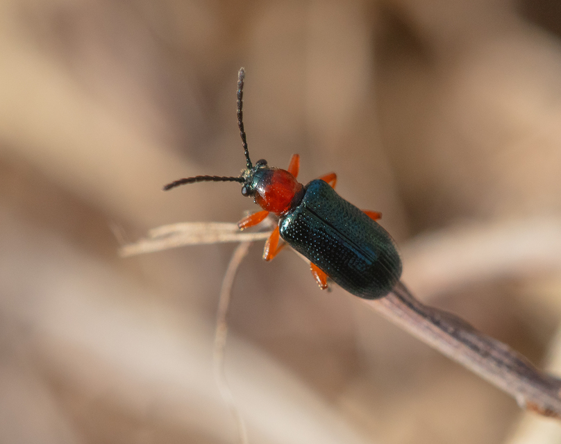 Oulema melanopus/duftschmidi