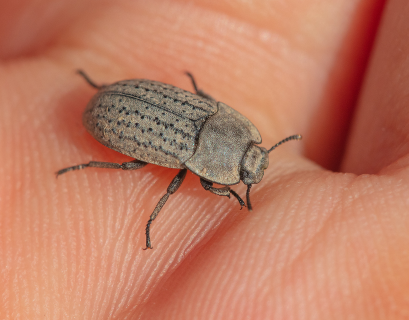 Opatrum sabulosum - sároshátú gyászbogár