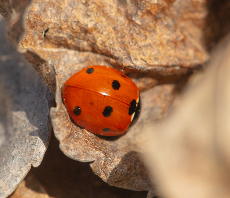Coccinella septempunctata - hétpettyes katica