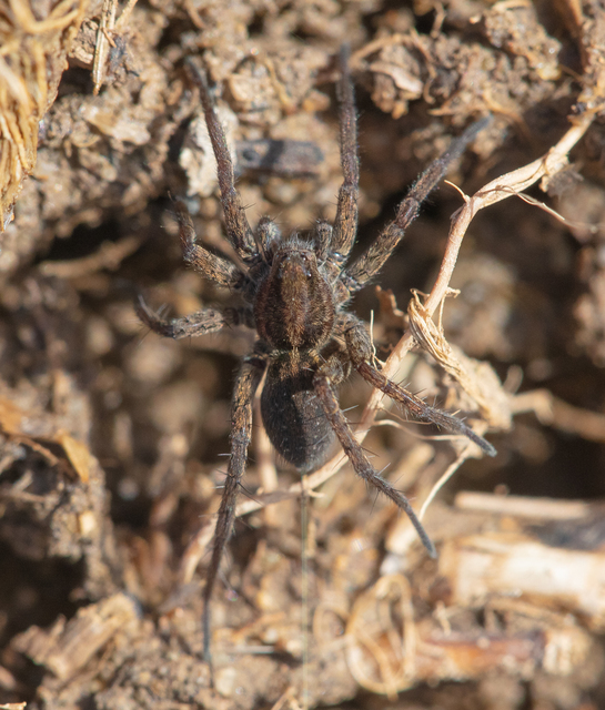 Pardosa