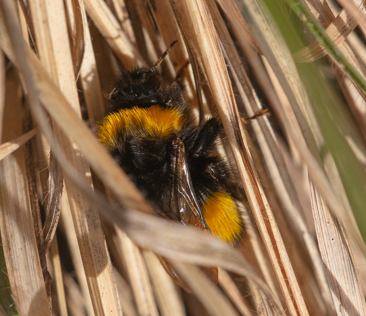 Bombus - poszméhek