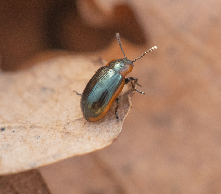 Prasocuris marginella - szegélyes boglárkalevelész