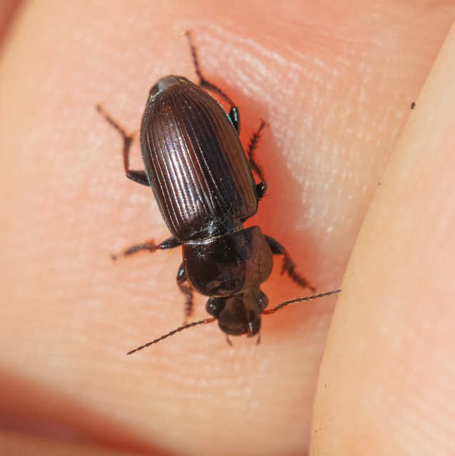 Harpalus distinguendus - mezei lomhafutó