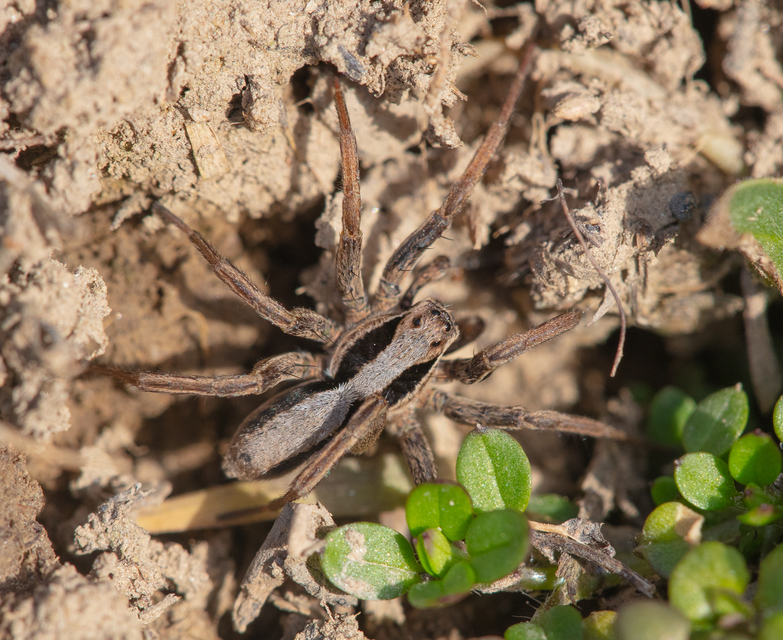 Alopecosa striatipes/mariae
