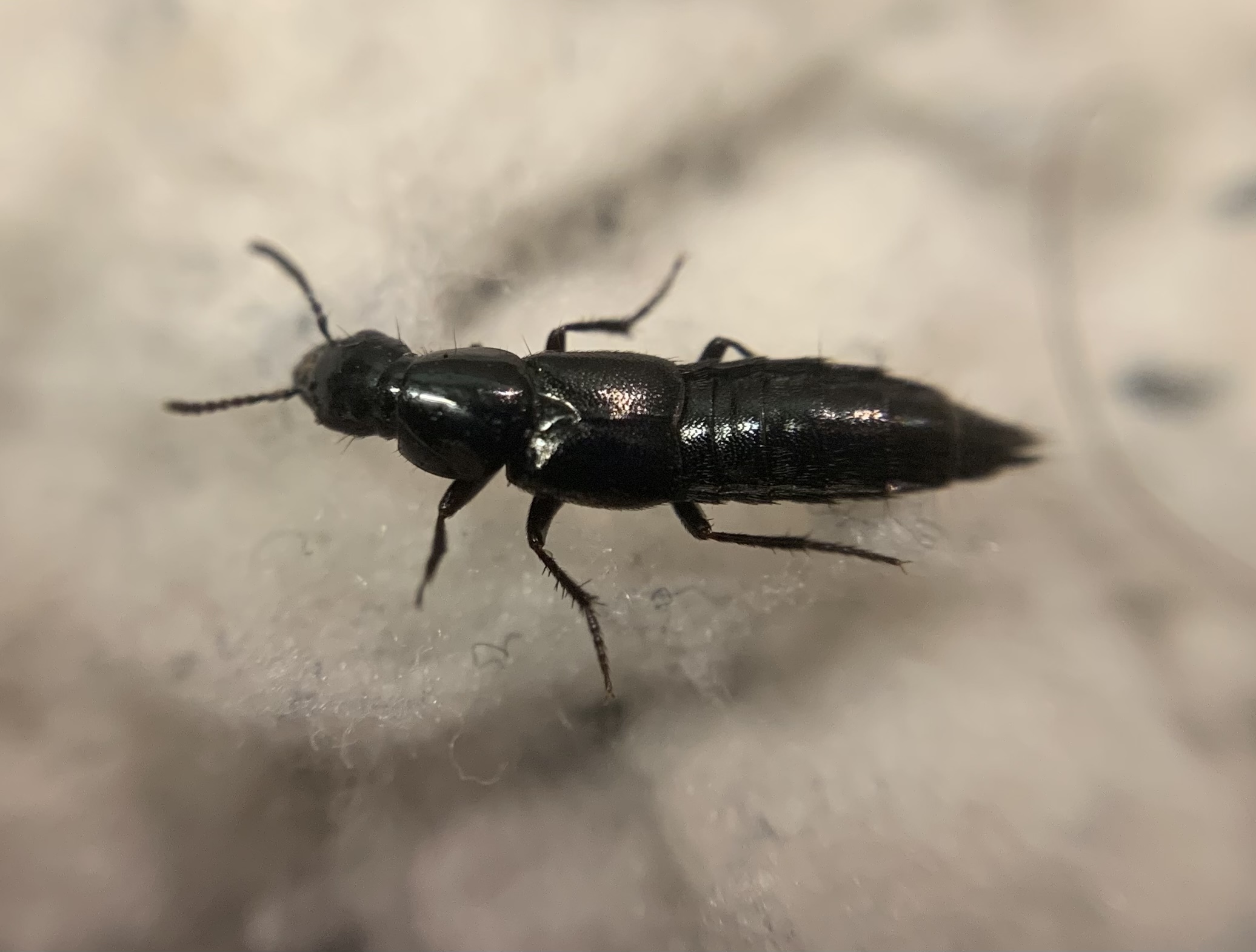 Quedius mesomelinus - üregi mohaholyva