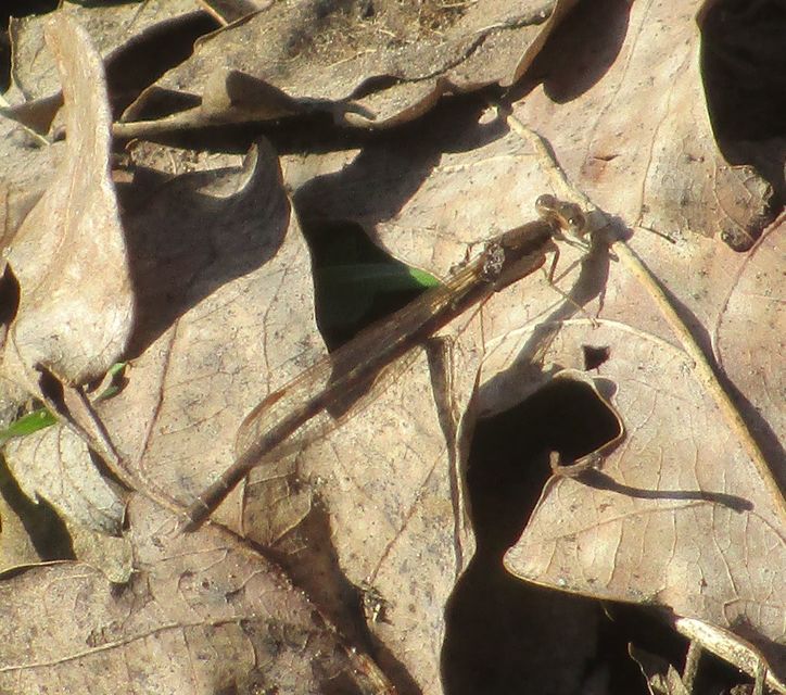 Sympecma fusca - téli rablószitakötő