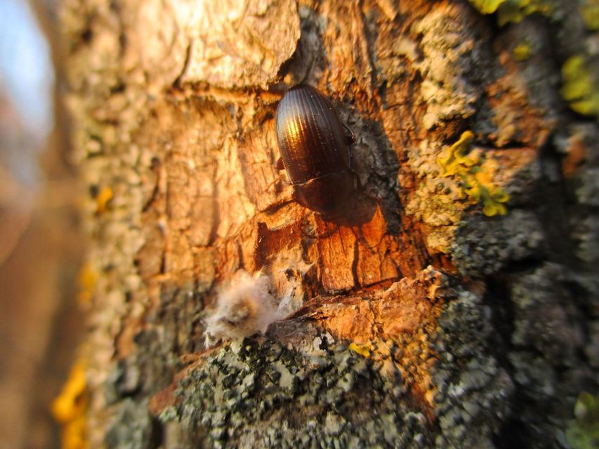 Nalassus dermestoides - rövidszárnyú gyászbogár