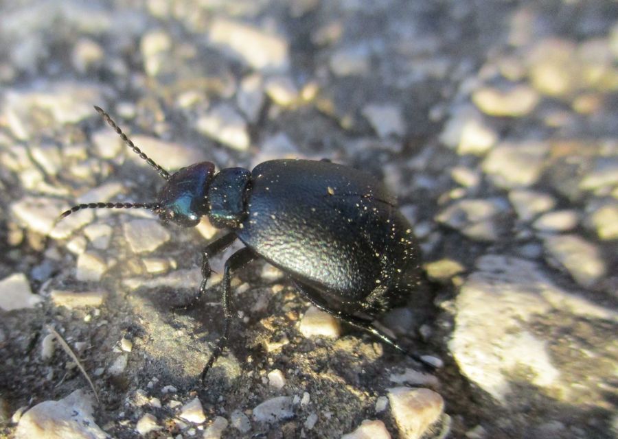 Meloe decorus - csinos nünüke