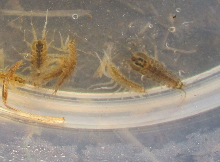 Asellidae