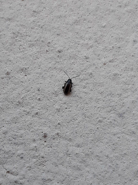 Phyllotreta