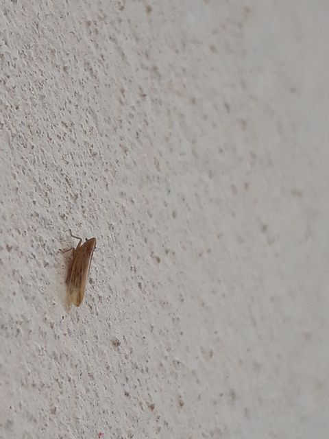 Delphacidae - sarkantyús kabócák
