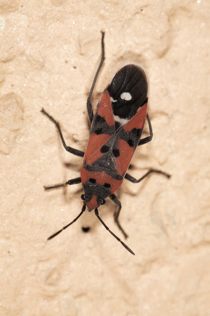 Lygaeus equestris - közönséges lovagbodobács