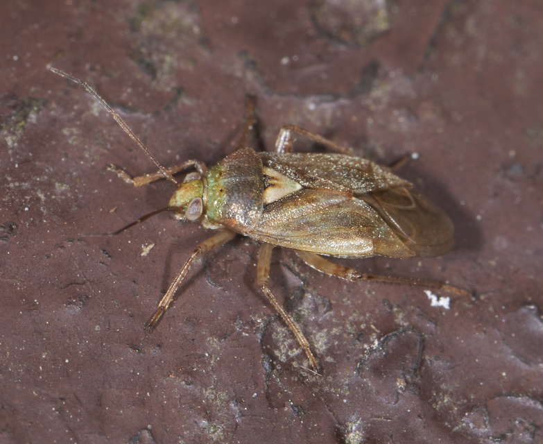 Lygus rugulipennis - molyhos mezeipoloska