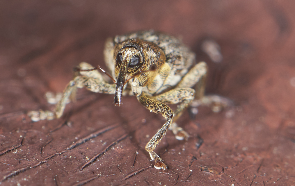 Ceutorhynchus pallidactylus - szőrös repce-ceutormányos