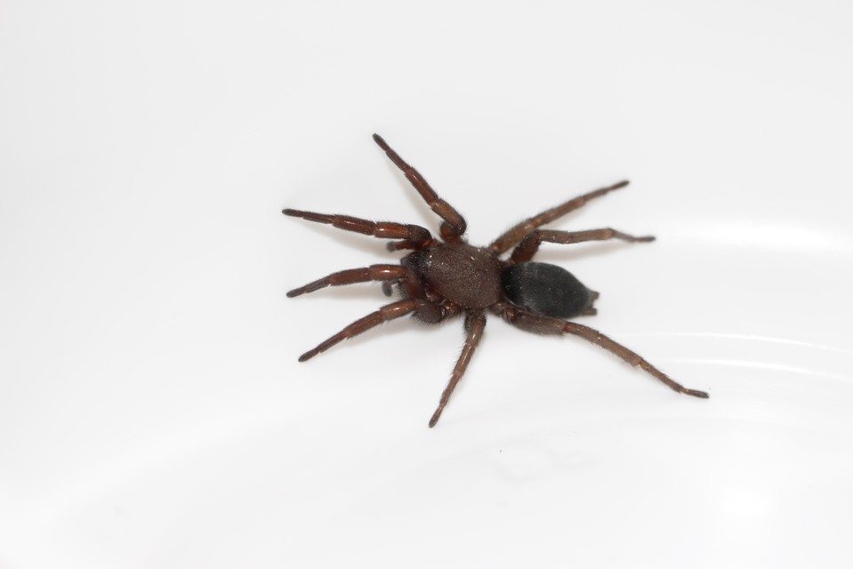 Scotophaeus