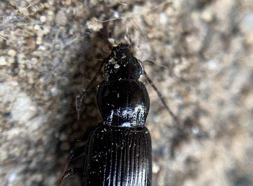 Pterostichus diligens - réti gyászfutó