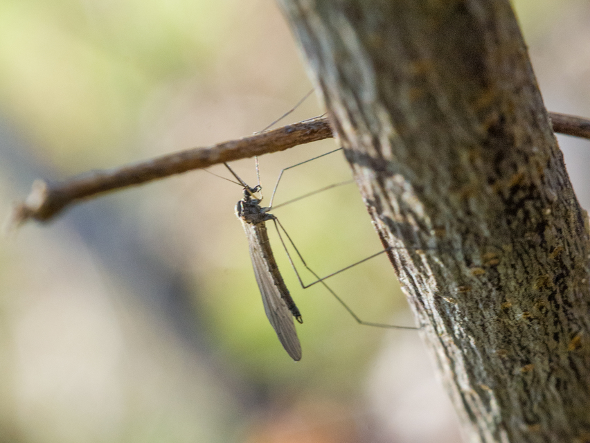 Trichocera