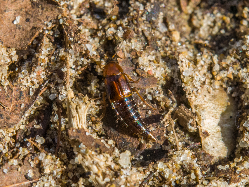Mycetoporus rufescens - vöröses gombászholyva Mycetoporus rufescens - vöröses gombászholyva
