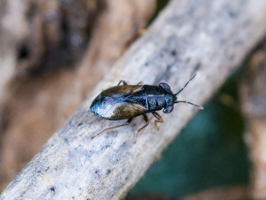 Geocoris ater - csíkoshátú bodobács Geocoris ater - csíkoshátú bodobács