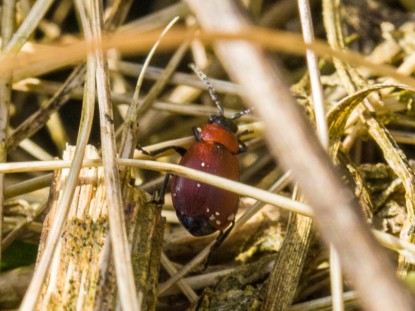 Galeruca melanocephala - lapos olajosbogár