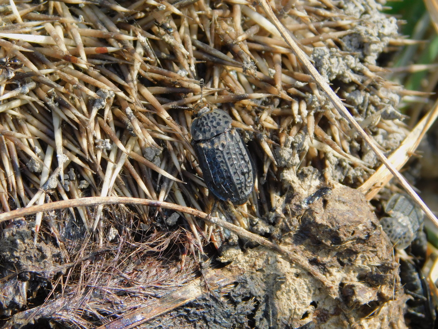 Thanatophilus rugosus - ripacsos dögbogár