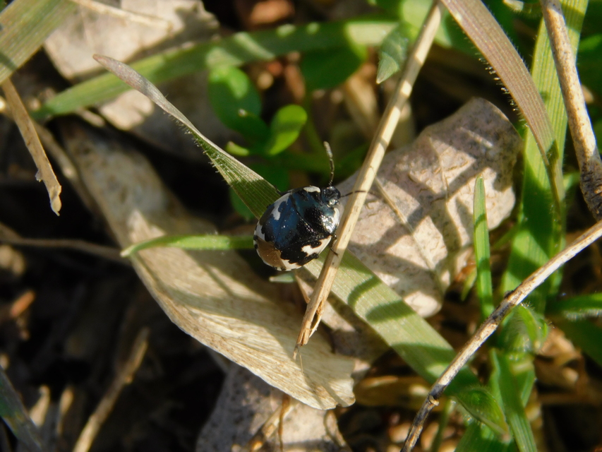 Tritomegas bicolor - foltos földipoloska