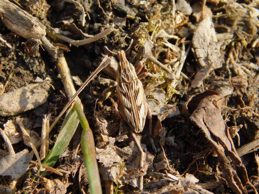 Coniocleonus nigrosuturatus - nyíljegyes barkó