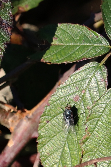 Calliphora