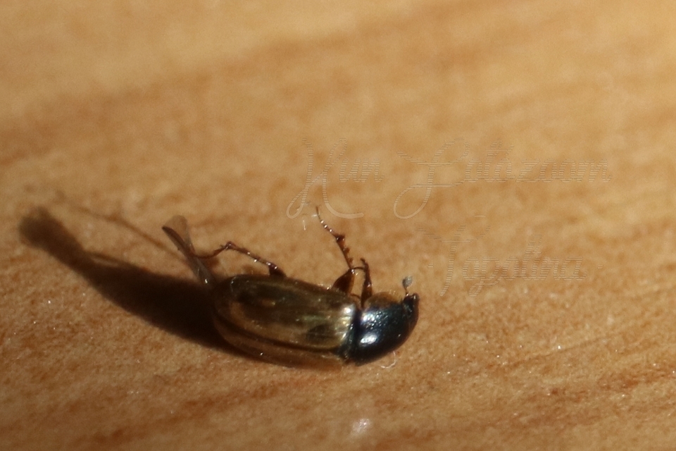 Aphodius prodromus - sárgalábú trágyabogár