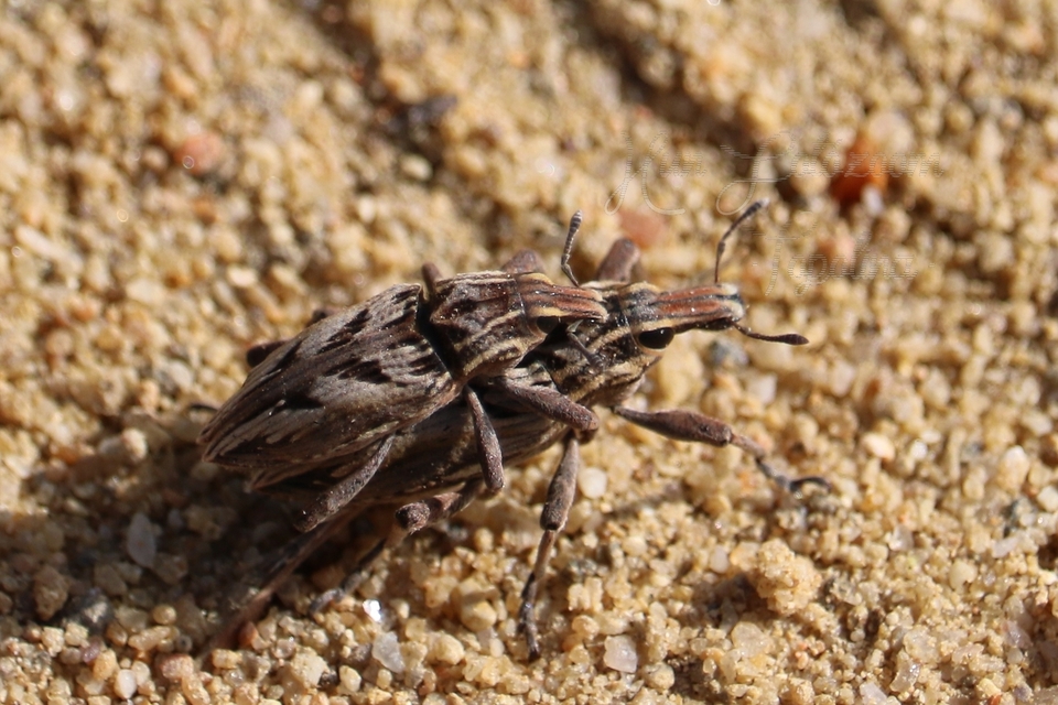 Coniocleonus nigrosuturatus - nyíljegyes barkó