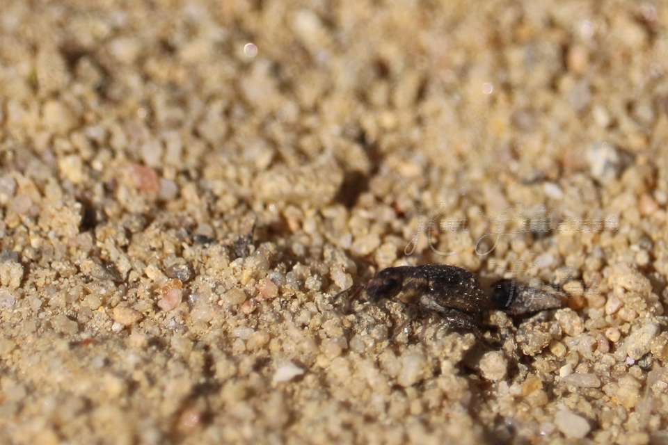 Sitona hispidulus - szőrös csipkézőbogár