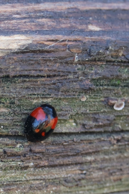 Adalia bipunctata - kétpettyes katica