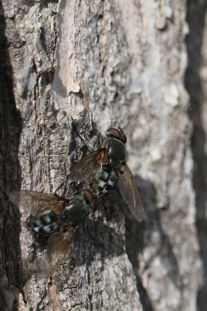 Pollenia