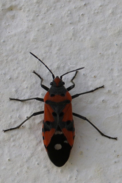 Lygaeus equestris - közönséges lovagbodobács
