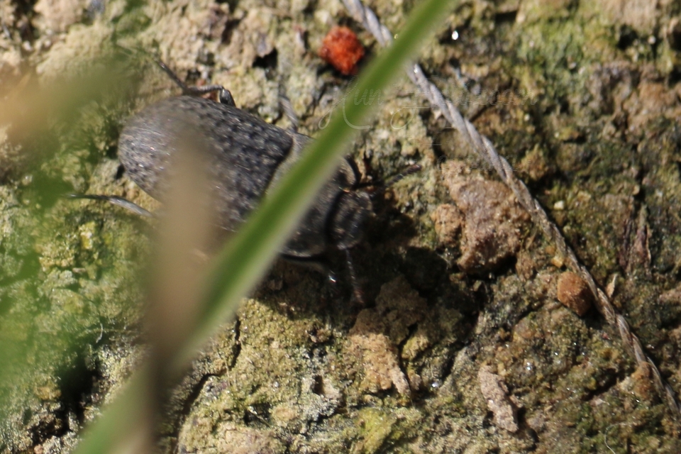 Opatrum sabulosum - sároshátú gyászbogár