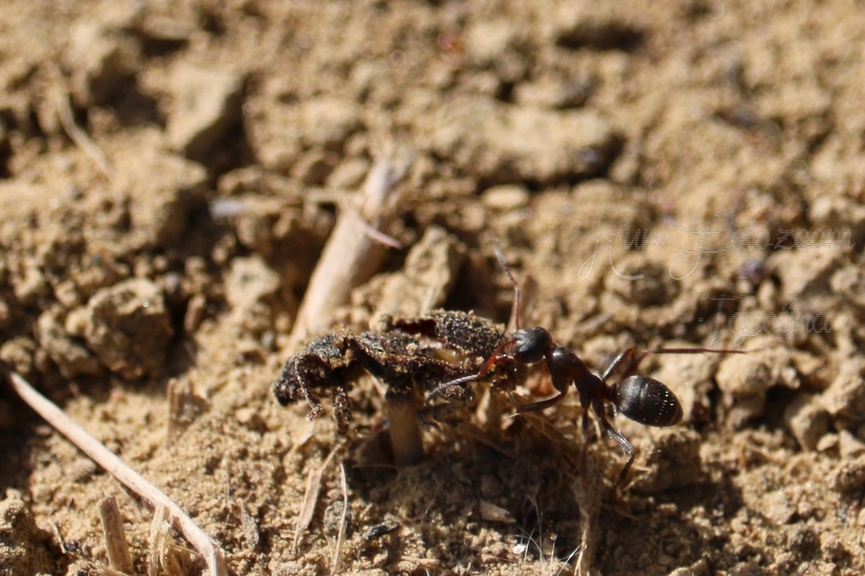Formica cunicularia - gyakori rabszolgahangya