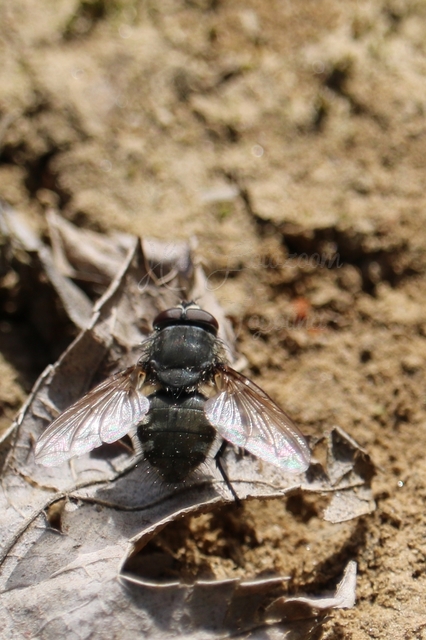 Pollenia