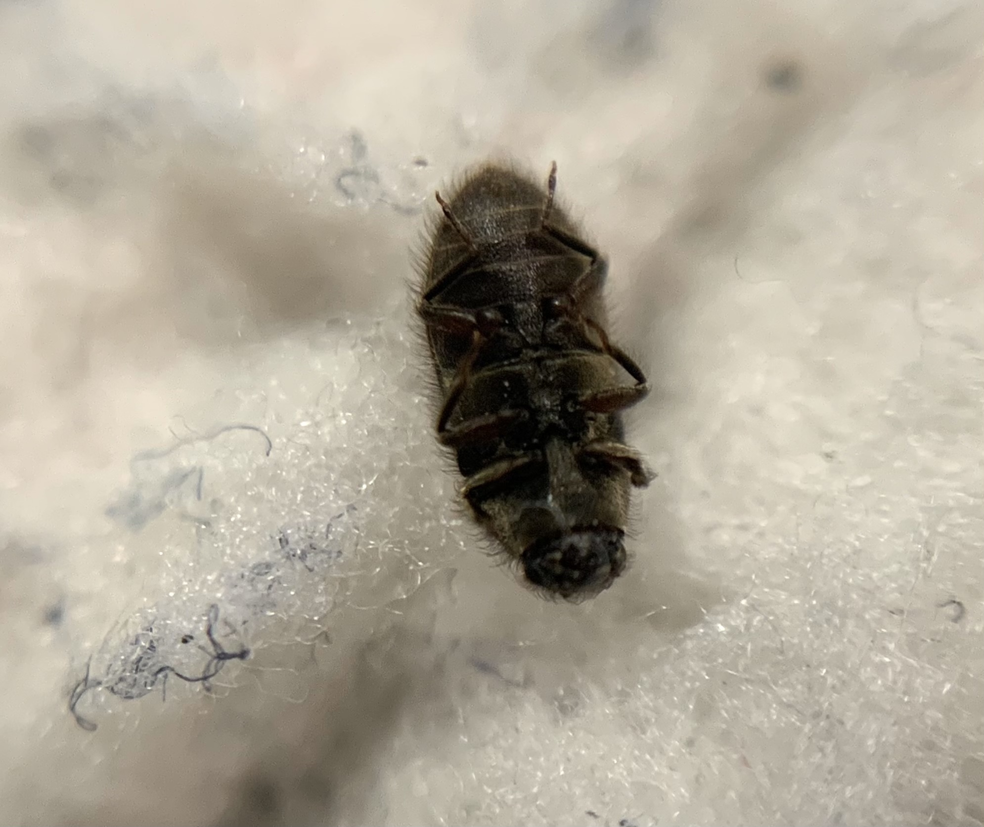 Dryops nitidulus - fényes fülescsápúbogár
